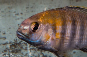 Tropheops sp. 'weed' Itungi